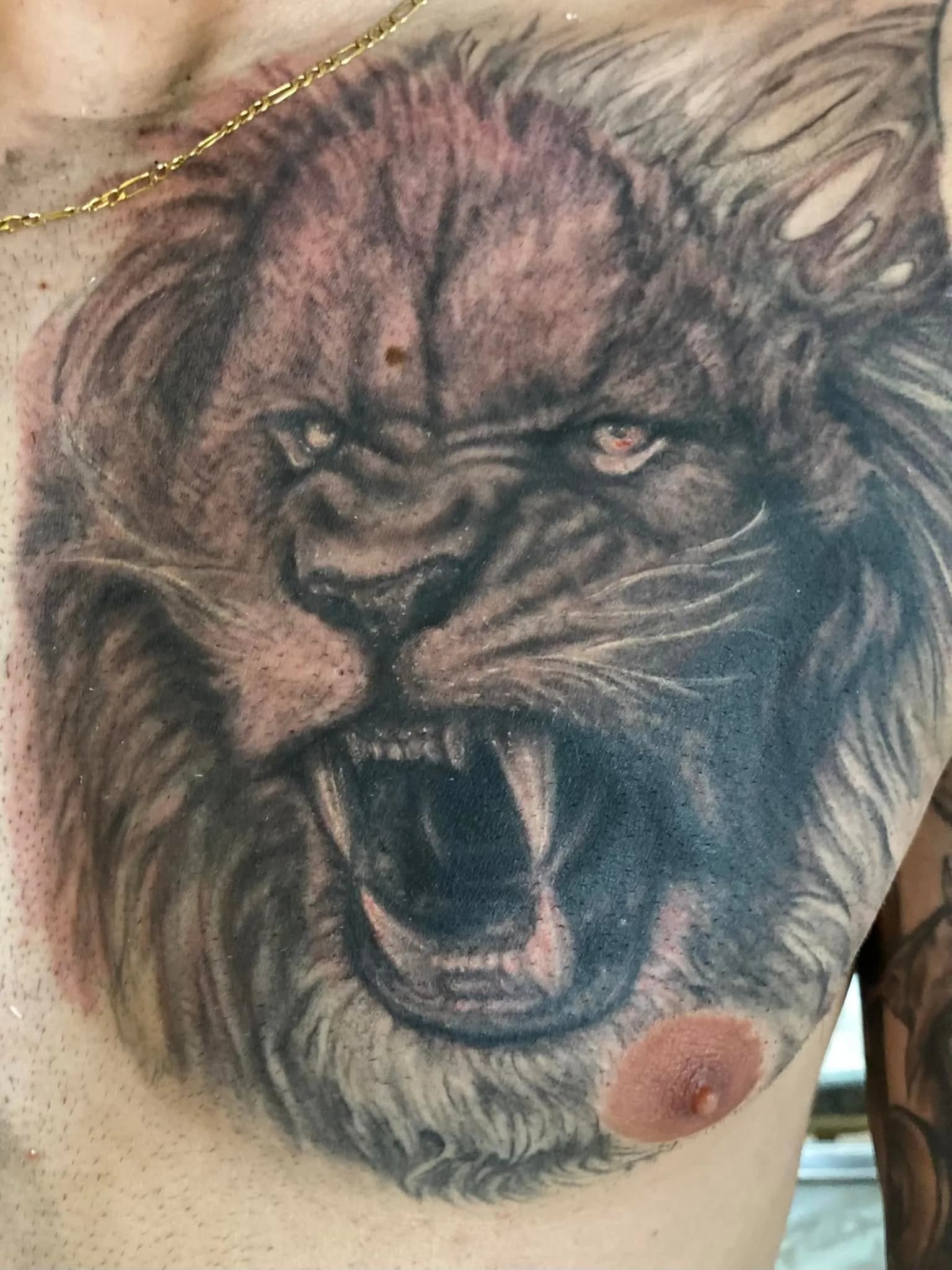 Lion chest piece, FRESH (skin still red)